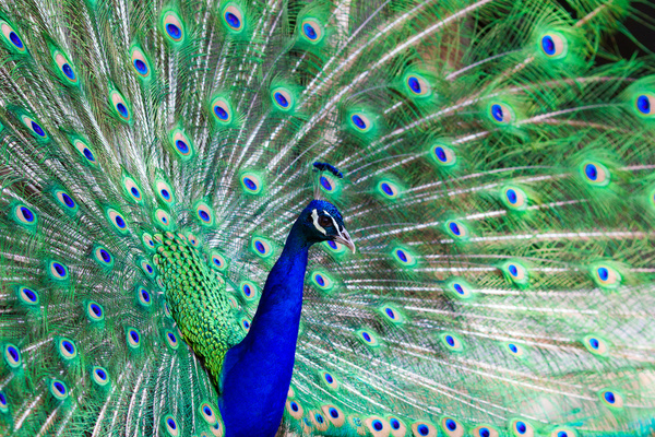 preening peacock