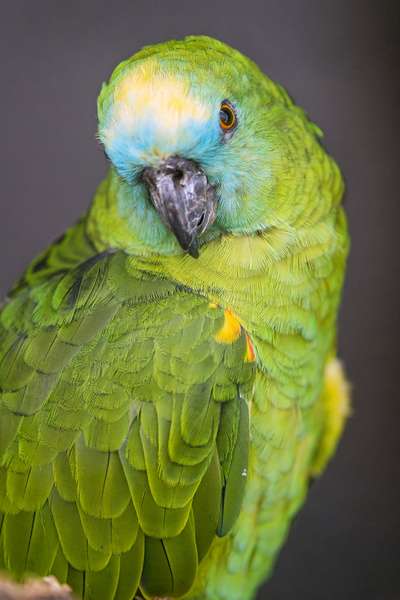pretty green bird