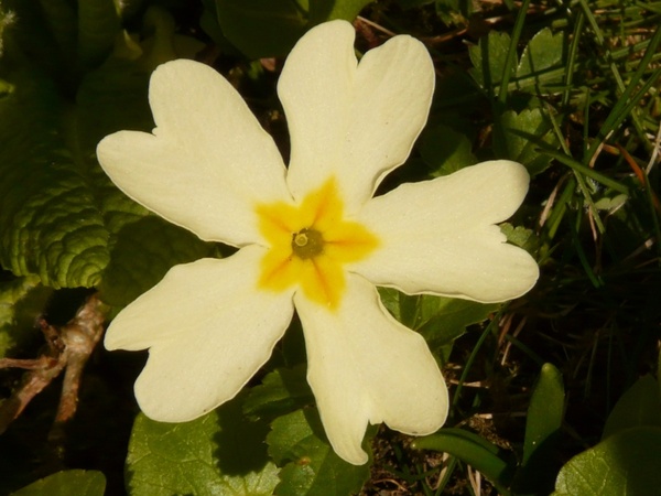 primrose cowslip plant
