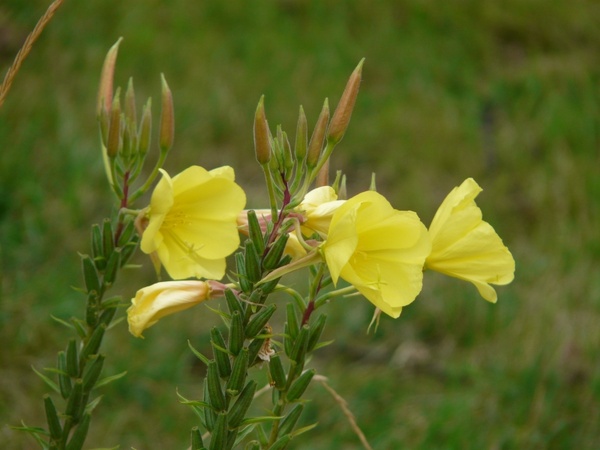 primrose flower yellow