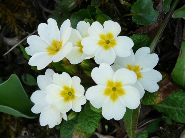 primula schl 