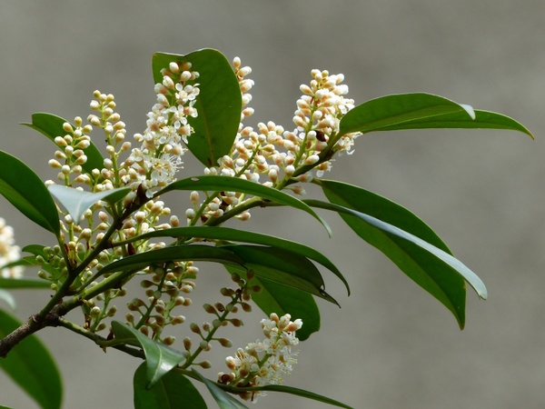 prunus laurocerasus bush flower