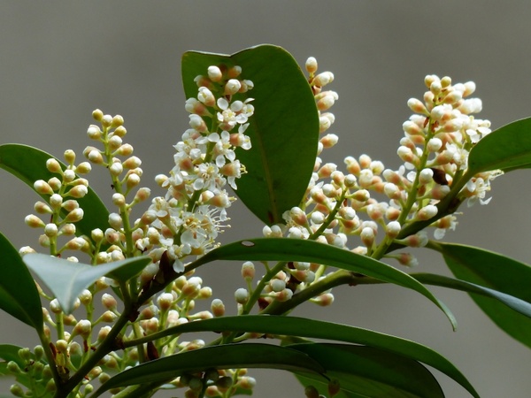 prunus laurocerasus bush flower