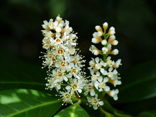 prunus laurocerasus flower white