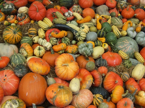 pumpkin autumn harvest festival