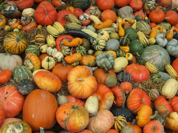 pumpkin autumn harvest festival 