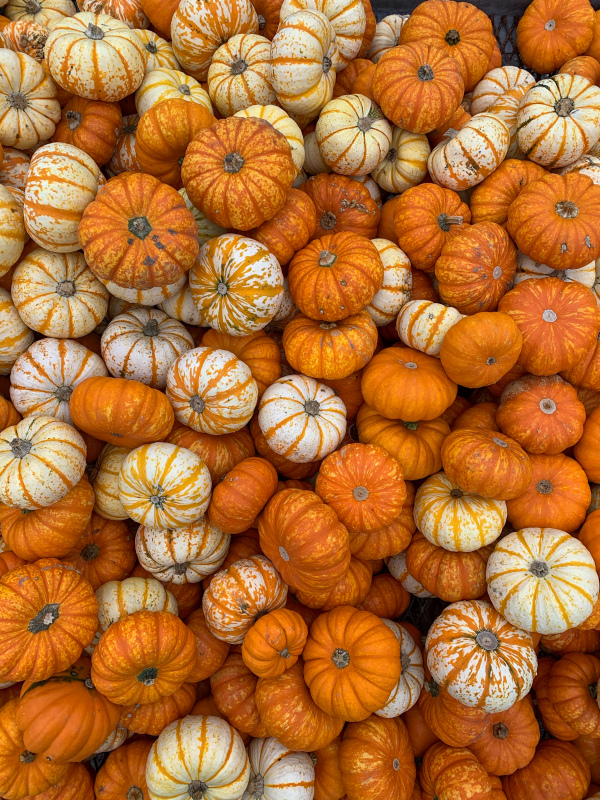 pumpkin bulk picture closeup realistic
