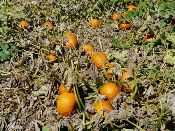 pumpkin cucurbita maxima pumpkin breeding