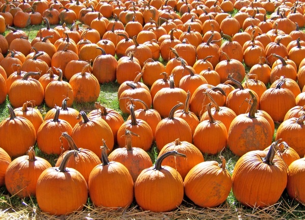 pumpkins for sale