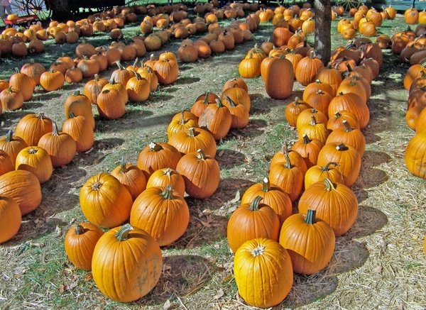 pumpkins for sale