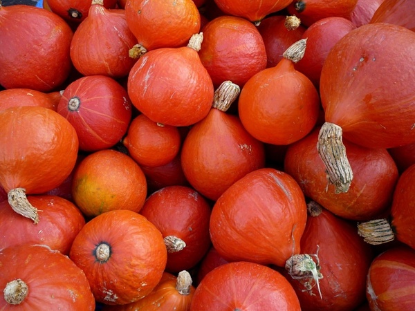 pumpkins hokkaido vegetables