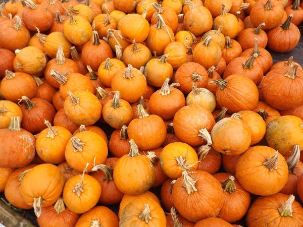 pumpkins pumpkin vegetables