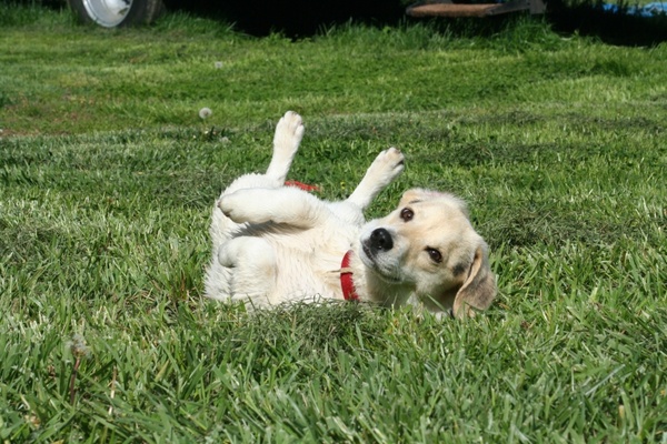 puppy jack russel dog