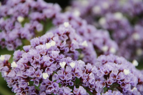 purple 038 white limonium flowers