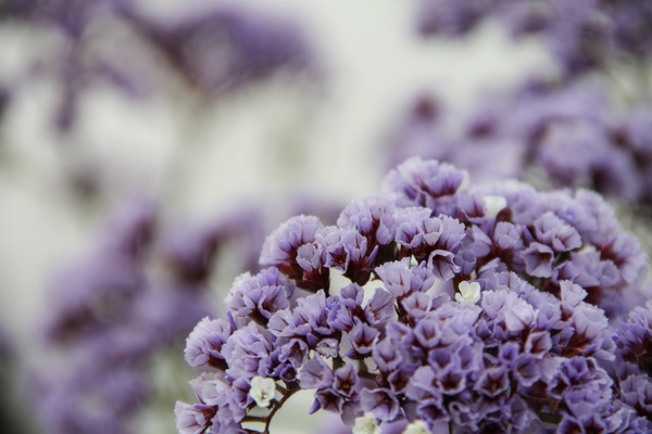purple 038 white statice flowers