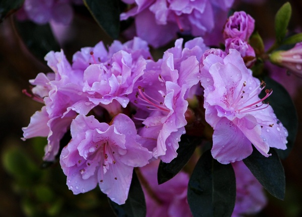 purple azaleas blossoms flowers