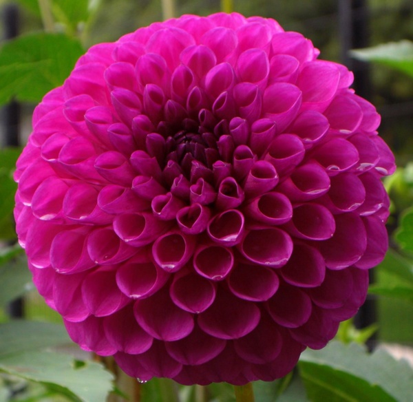 purple bingo flower