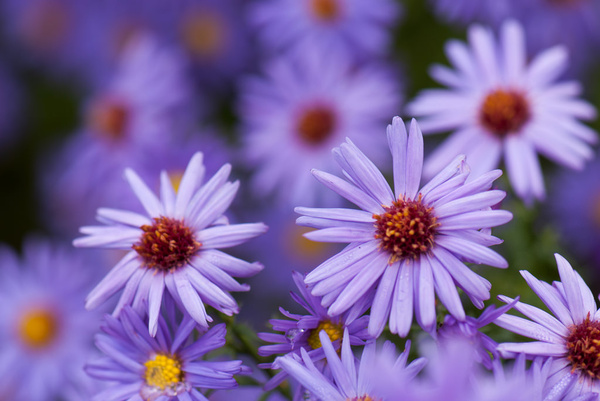purple daisies 