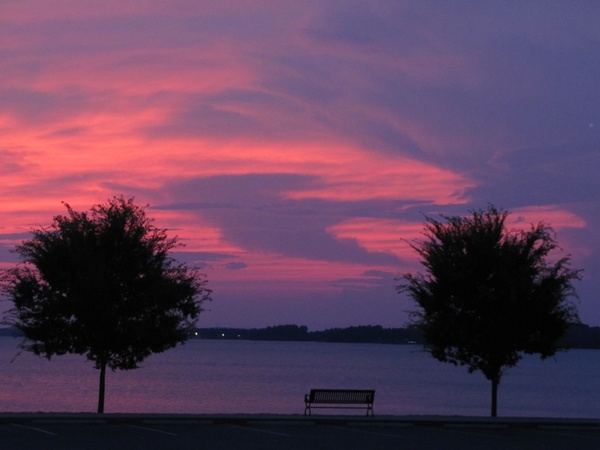 purple dove 