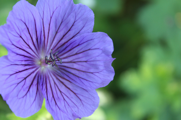 purple flower 