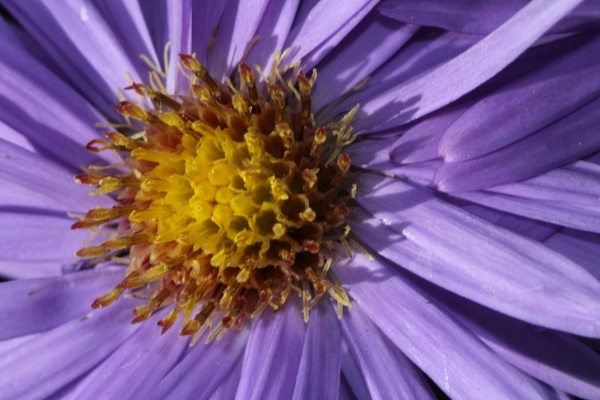 purple flower flower close