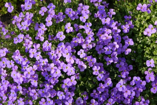 purple flower flowers meadow