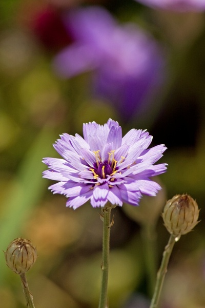 purple flower nature