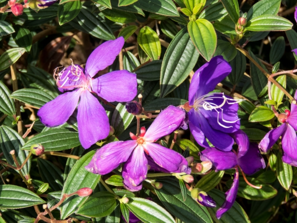 purple flowers 2 