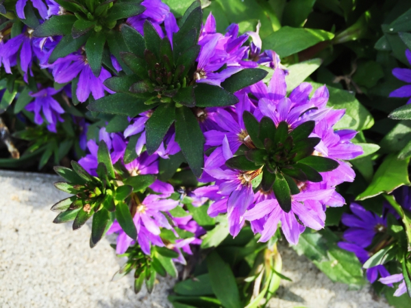 purple flowers 3 