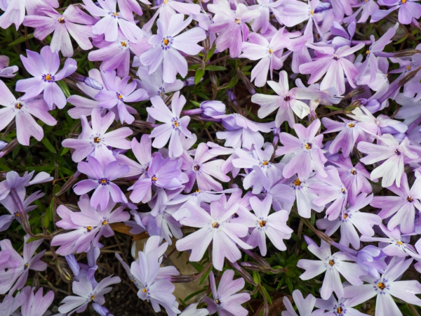 purple flowers 4 
