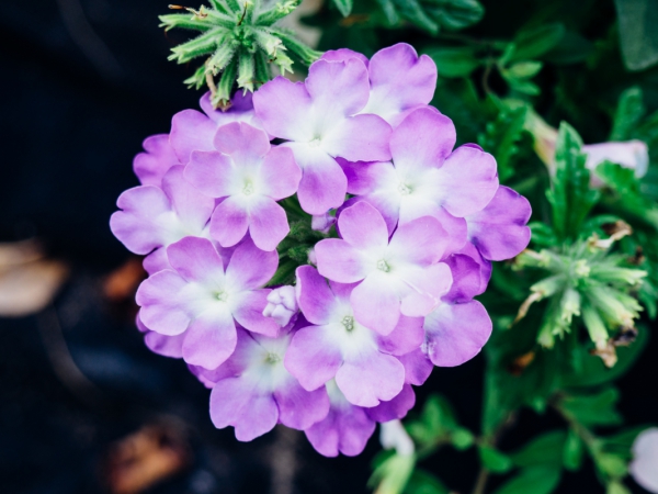 purple flowers 5