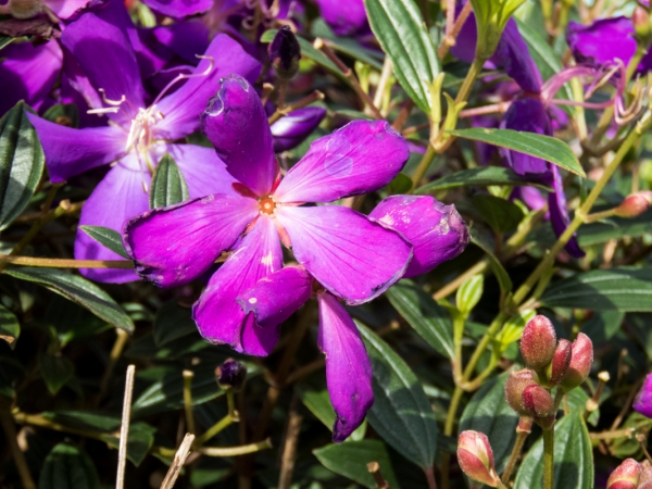 purple flowers