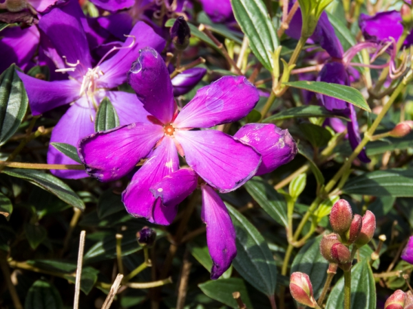 purple flowers 