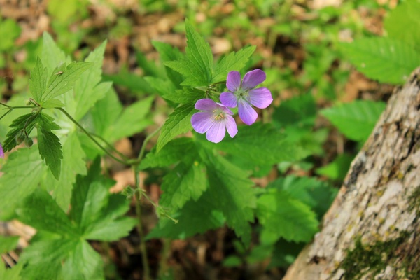 purple flowers at kinnickinnic state park wisconsin 