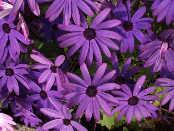 purple flowers purple flowers