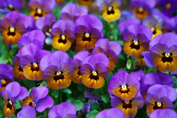 purple pansies