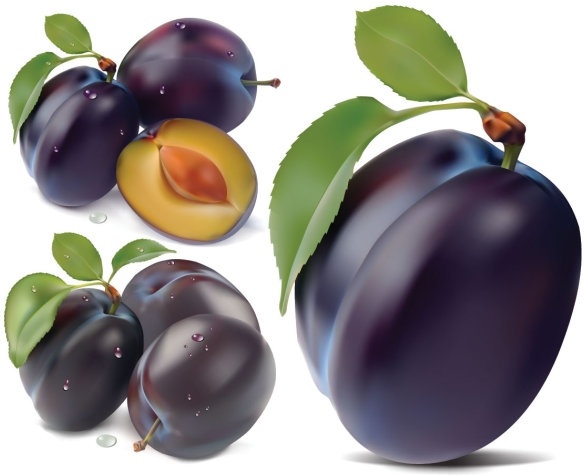 purple plum vector