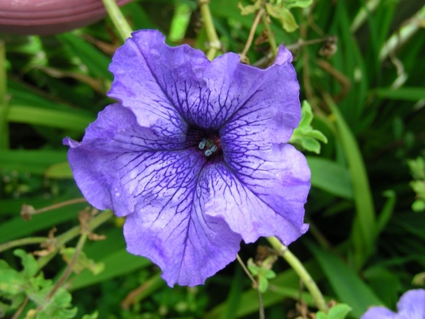 purple purple petunia flower