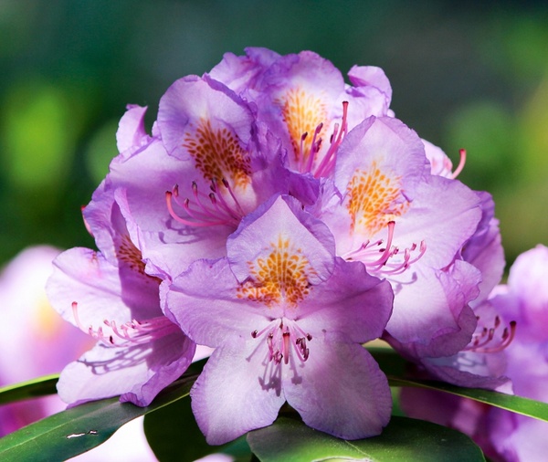purple rhododendron blossoms flowers