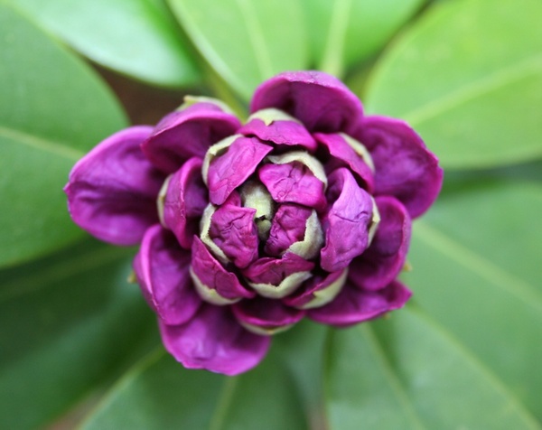 purple rhododendron flower