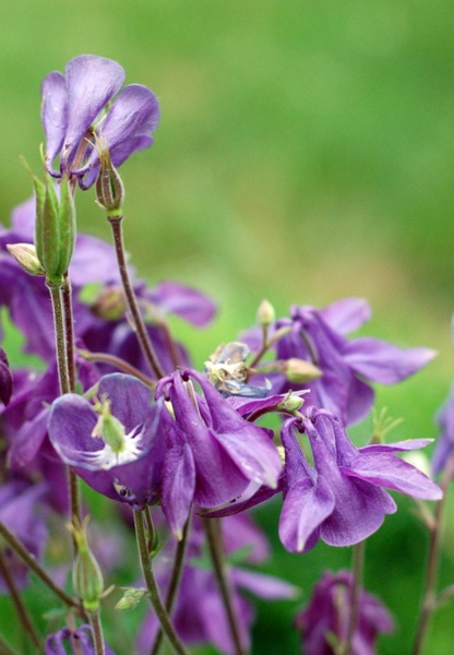 purple summer flowers