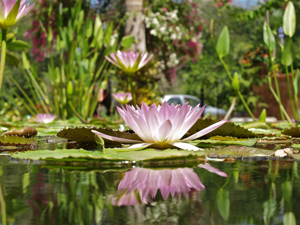 pv botanical garden water lily