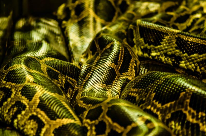 python backdrop picture contrast closeup 