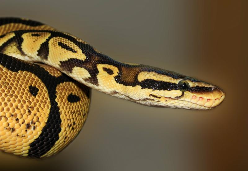 python picture dynamic closeup 