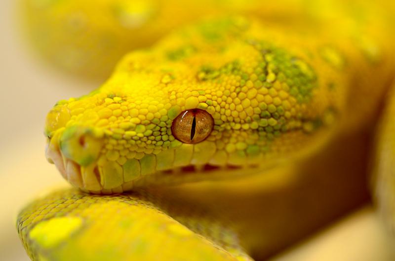 python picture elegant closeup 