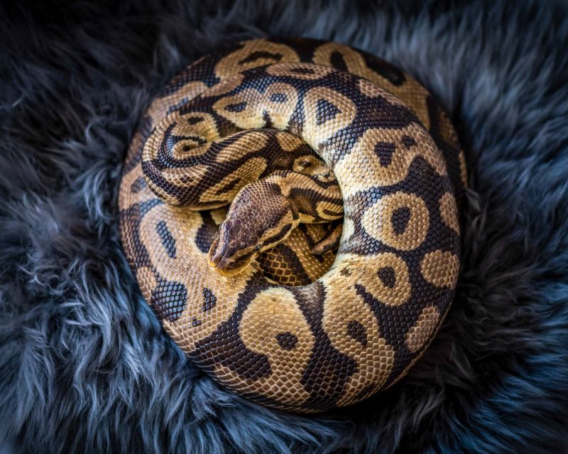 python picture elegant realistic contrast 
