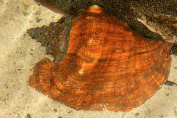 queen conch