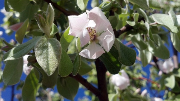quince flower