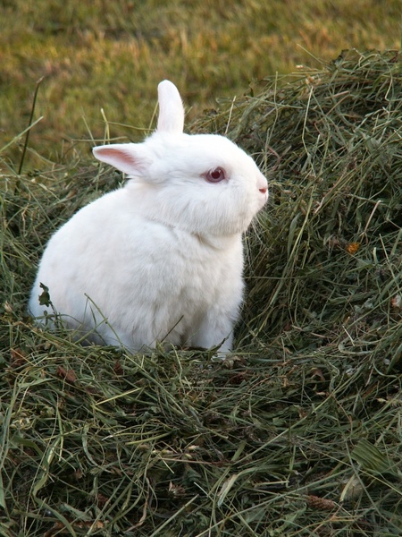rabbit hay animals