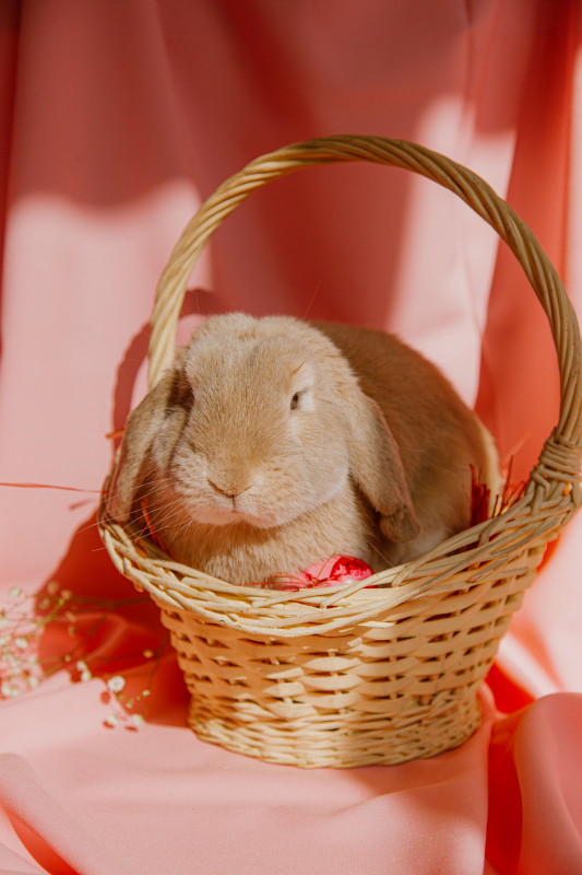 rabbit pet picture cute basket relaxation